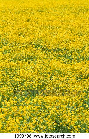 Stock Photo - Oregon, Willamette Valley, Field Of Mustard Flowers C1670. Fotosearch