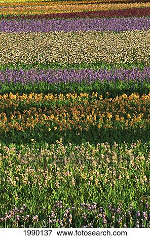 Oregon, Willamette Valley, Schreiner's Iris Gardens View Large Photo Image Stock Photo - Oregon, Willamette Valley, Schreiner's Iris Gardens. Fotosearch
