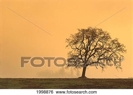 Stock Photograph - Oregon, Willamette Valley, Single Oak Tree In Fog At Sunrise B1634. Fotosearch