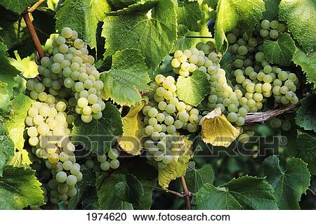 Stock Image - Oregon, Willamette Valley, Tyee Vineyards, Sunlight On Chardonnay Wine Grapes.. Fotosearch