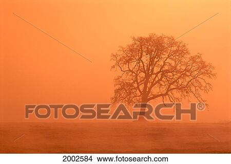 Picture - Oregon, Willamette Valley, View Of Oak Tree Through Fog At Sunrise, Orange Haze. Fotosearch
