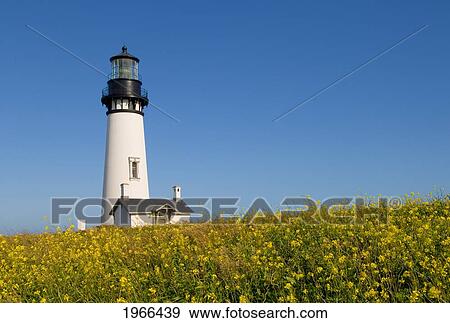 Stock Photo - Oregon, Yaquina Head Lighthouse In A Field Of Wildflowers.. Fotosearch