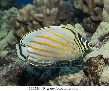 Stock Photo - Ornate Butterflyfish (Chaetodon ornatissimus) next to coral head; Kona, Island of Hawaii, Hawaii, United States of America. Fotosearch