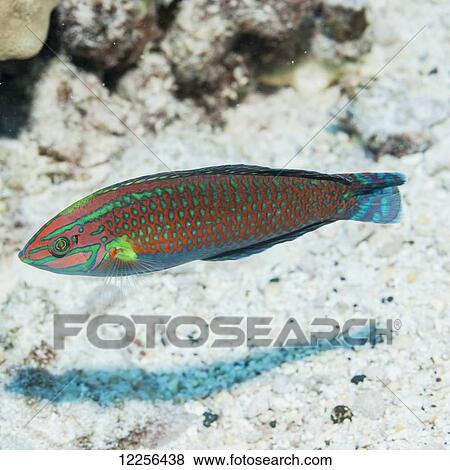 Stock Photo - Ornate Wrasse (Halichoeres ornatissimus), near Kona; Island of Hawaii, Hawaii, United States of America. Fotosearch