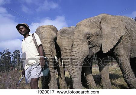Orphan Elephants With Warden Nr. Knysna View Large Photo Image Stock Photo - Orphan Elephants With Warden Nr. Knysna. Fotosearch