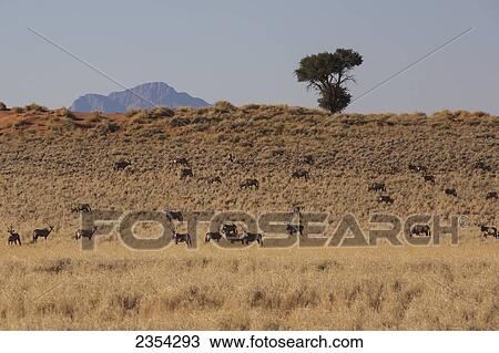 Oryx Herd In An Arid Field; Namibia View Large Photo Image Stock Image - Oryx Herd In An Arid Field; Namibia. Fotosearch
