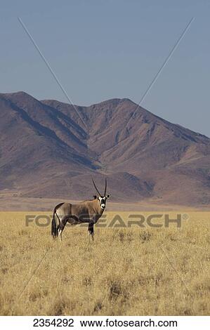 Stock Image - Oryx In An Arid Grass Field; Namibia. Fotosearch