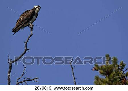 Stock Image - Osprey, British Columbia. Fotosearch