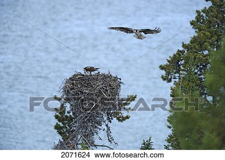 Picture - Osprey Or Fish Eagle Nest On Atlin Lake, Atlin Lake Provincial Park, Northern British Columbia. Fotosearch