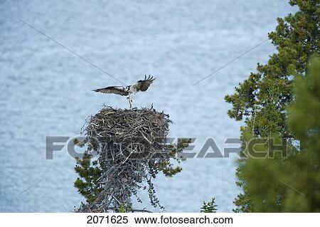Stock Photography - Osprey Or Fish Eagle Nest On Atlin Lake, Atlin Lake Provincial Park, Northern British Columbia. Fotosearch