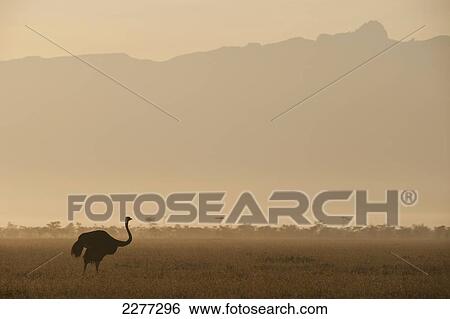 Ostrich at dawn in front of Mt Kenya, Ol Pejeta Conservancy,; Kenya View Large Photo Image Stock Photograph - Ostrich at dawn in front of Mt Kenya, Ol Pejeta Conservancy,; Kenya. Fotosearch