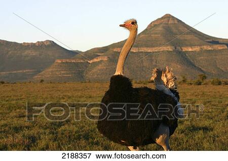 Stock Photo - Ostrich sighting on game drive, Samara Private Game Reserve; South Africa. Fotosearch