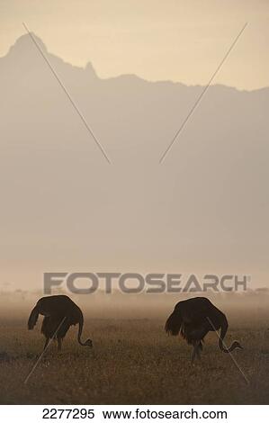 Stock Photography - Ostriches at dawn in front of Mt Kenya, Ol Pejeta Conservancy,; Kenya. Fotosearch