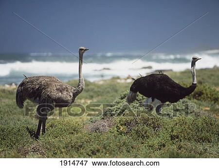 Ostriches Beside The Sea View Large Photo Image Stock Photo - Ostriches Beside The Sea. Fotosearch