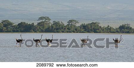 Stock Image - Ostriches In Lake At Amboseli, Kenya. Fotosearch