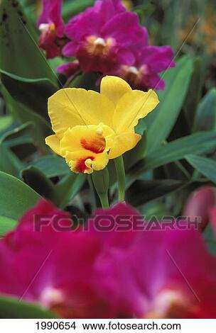 Outdoors Shot Of Brightly Colored Vanda Orchids, Close-Up Blurred In Foreground View Large Photo Image Picture - Outdoors Shot Of Brightly Colored Vanda Orchids, Close-Up Blurred In Foreground. Fotosearch