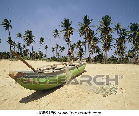 Stock Photograph - Outrigger Canoes And Palm Trees Near The Beach, Trincomalee District. Fotosearch