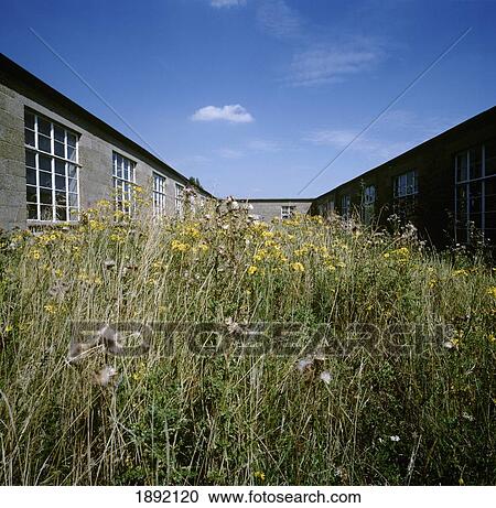 Overgrown Yard Outside Building View Large Photo Image Stock Image - Overgrown Yard Outside Building. Fotosearch