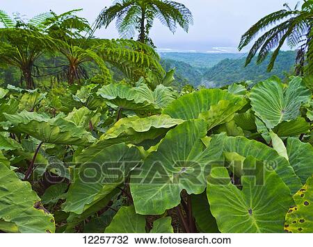 Stock Image - Overlooking taro leaves onto Samoa's southeast coast; Upolu Island, Samoa. Fotosearch