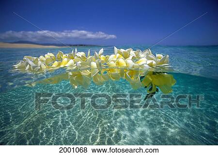 Over/Under Plumeria Lei Floating Ocean Surface Calm Turquoise Beach Distant Background Blue Sky With Clouds View Large Photo Image Stock Photo - Over/Under Plumeria Lei Floating Ocean Surface Calm Turquoise Beach Distant Background Blue Sky With Clouds. Fotosearch