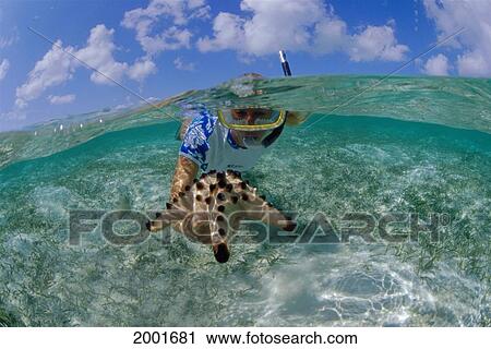 Over/Under, Woman Snorkeler Holds Large Starfish In Hand Blue Sky, Clouds Sea Star View Large Photo Image Stock Image - Over/Under, Woman Snorkeler Holds Large Starfish In Hand Blue Sky, Clouds Sea Star. Fotosearch