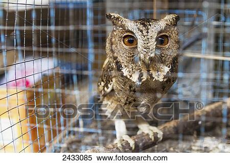 Stock Photography - Owl for sale at the bird market, Yogyakarta, Java Island, Indonesia. Fotosearch