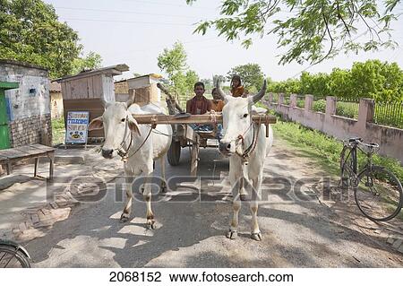 Stock Image - Oxcart In Vaishali, Bihar, India. Fotosearch