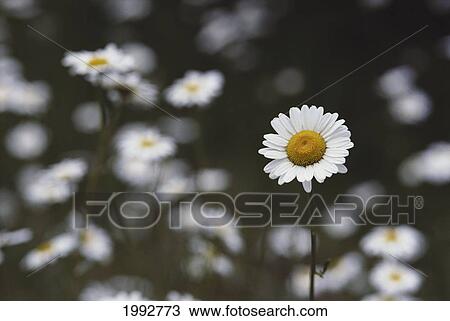 Stock Image - Oxeye Daisy [Chrysanthemum Leucanthemum] Naturalized Temperate.. Fotosearch