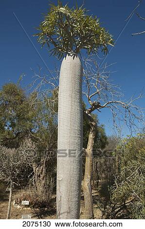 Stock Image - Pachypodium Tree, Arboretum D'antsokay, Toliara Province, Madagascar. Fotosearch