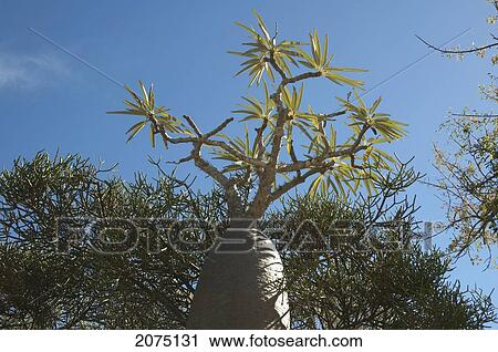 Stock Image - Pachypodium Tree, Arboretum D'antsokay, Toliara Province, Madagascar. Fotosearch