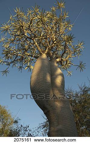 Stock Image - Pachypodium Tree, Reniala Reserve, Mangily, Toliara Province, Madagascar. Fotosearch