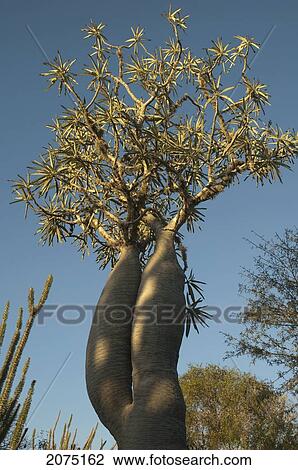 Pachypodium Tree, Reniala Reserve, Mangily, Toliara Province, Madagascar View Large Photo Image Stock Image - Pachypodium Tree, Reniala Reserve, Mangily, Toliara Province, Madagascar. Fotosearch