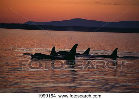 Pacific Northwest, Killer Whales (Orca Orcinus) Fins Silhouetted At Sunset B1979 View Large Photo Image Picture - Pacific Northwest, Killer Whales (Orca Orcinus) Fins Silhouetted At Sunset B1979. Fotosearch