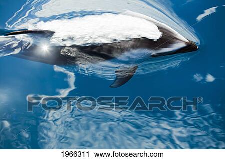 Stock Image - Pacific Ocean, Mexico, Ensenada, Pacific White-Sided Dolphin (Lagenorhynchus Obliquidens) Breaking Ocean Surface, Blurred Action Shot.. Fotosearch