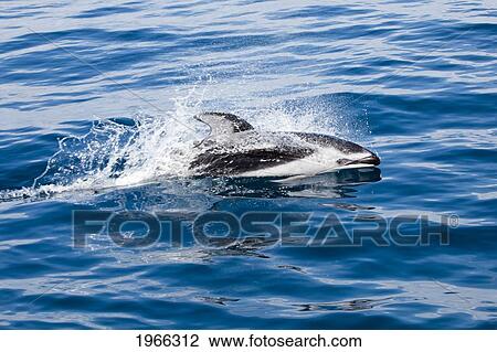 Stock Image - Pacific Ocean, Mexico, Ensenada, Pacific White-Sided Dolphin (Lagenorhynchus Obliquidens) Breaking Ocean Surface.. Fotosearch