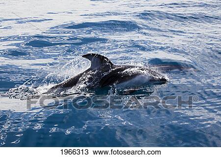 Pacific Ocean, Mexico, Ensenada, Pacific White-Sided Dolphin (Lagenorhynchus Obliquidens) Breaking Ocean Surface. View Large Photo Image Stock Image - Pacific Ocean, Mexico, Ensenada, Pacific White-Sided Dolphin (Lagenorhynchus Obliquidens) Breaking Ocean Surface.. Fotosearch