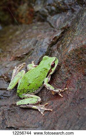 Pacific tree Frog (Pseudacris regilla); Nanoose Bay, British Columbia, Canada View Large Photo Image Picture - Pacific tree Frog (Pseudacris regilla); Nanoose Bay, British Columbia, Canada. Fotosearch