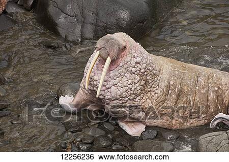 Pacific walrus (Odobenus rosmarus) male standing on rocky shore, Walrus Islands State Game Sanctuary, Round Island, Bristol Bay, Western Alaska View Large Photo Image Stock Photograph - Pacific walrus (Odobenus rosmarus) male standing on rocky shore, Walrus Islands State Game Sanctuary, Round Island, Bristol Bay, Western Alaska. Fotosearch
