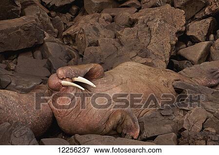 Pacific walrus (Odobenus rosmarus) males resting side-by-side, Walrus Islands State Game Sanctuary, Round Island, Bristol Bay, Western Alaska View Large Photo Image Stock Photo - Pacific walrus (Odobenus rosmarus) males resting side-by-side, Walrus Islands State Game Sanctuary, Round Island, Bristol Bay, Western Alaska. Fotosearch