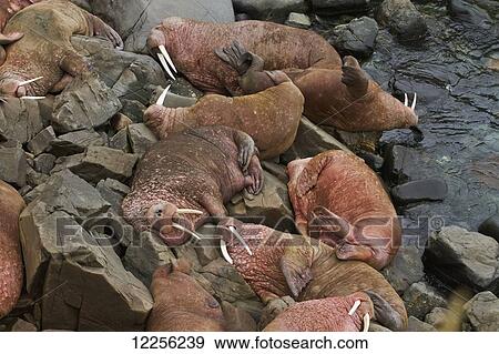 Stock Photo - Pacific walrus (Odobenus rosmarus) group of males hauled out on rocky shore, Walrus Islands State Game Sanctuary, Round Island, Bristol Bay, Western Alaska, USA. Fotosearch