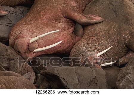Stock Photography - Pacific walrus (Odobenus rosmarus) males resting side-by-side, Walrus Islands State Game Sanctuary, Round Island, Bristol Bay, Western Alaska. Fotosearch