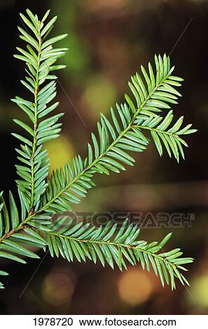 Stock Image - Pacific Yew Tree Leaves (Taxus Brevifolia) Source Of Cancer Fighting Drug Taxol.. Fotosearch