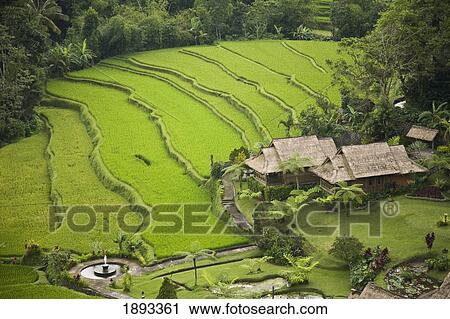 Stock Image - Pacung Hotel And Rice Paddy Field. Fotosearch
