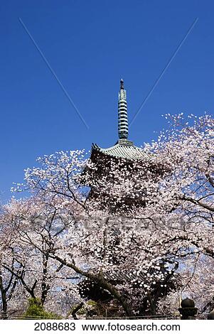 Pagoda Through The Cherry Blossom Tree; Tokyo Japan View Large Photo Image Stock Image - Pagoda Through The Cherry Blossom Tree; Tokyo Japan. Fotosearch
