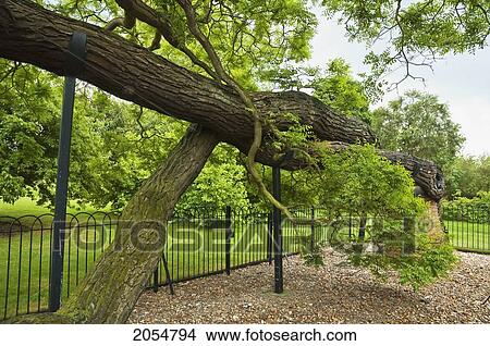 Picture - Pagoda Tree, Royal Botanic Gardens, Kew, Surrey, England, United Kingdom. Fotosearch