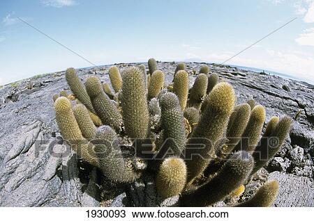 Stock Image - Pahoehoe Lava Field With Brachycereus Cactus, Punta Espinosa, Fernandina, Ecuador, Glapagos. Fotosearch