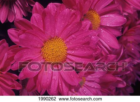 Stock Image - Painted Daisy [Chrysanthemum Coccineum]. Fotosearch
