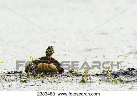 Stock Photo - Painted turtle stretching its neck; Les Cedres, Quebec, Canada. Fotosearch