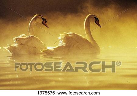 Pair Of African Swans Swimming In Misty Waters, Soft Yellow Lighting. View Large Photo Image Stock Photograph - Pair Of African Swans Swimming In Misty Waters, Soft Yellow Lighting.. Fotosearch