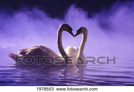 Pair Of African Swans Swimming On Misty Pool, Necks Form Heartshape, Purple Romantic Atmosphere. View Large Photo Image Stock Image - Pair Of African Swans Swimming On Misty Pool, Necks Form Heartshape, Purple Romantic Atmosphere.. Fotosearch